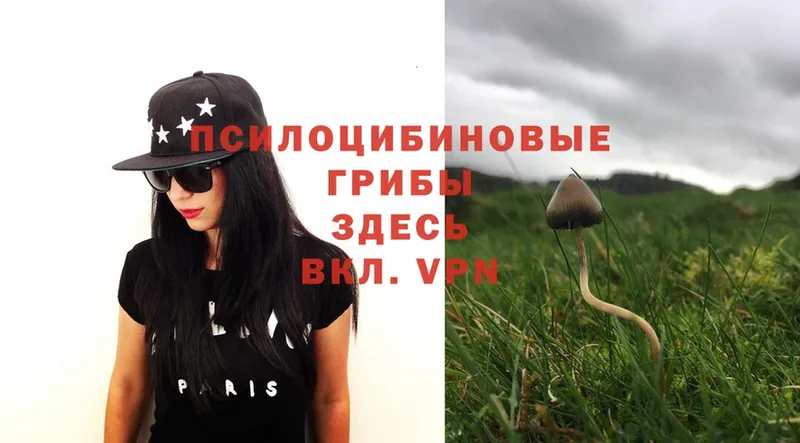 наркотики  Великие Луки  Псилоцибиновые грибы Magic Shrooms 